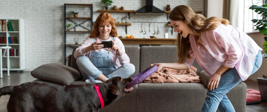 The Ultimate Guide to Choosing the Best Pet Products for Your Furry Friend