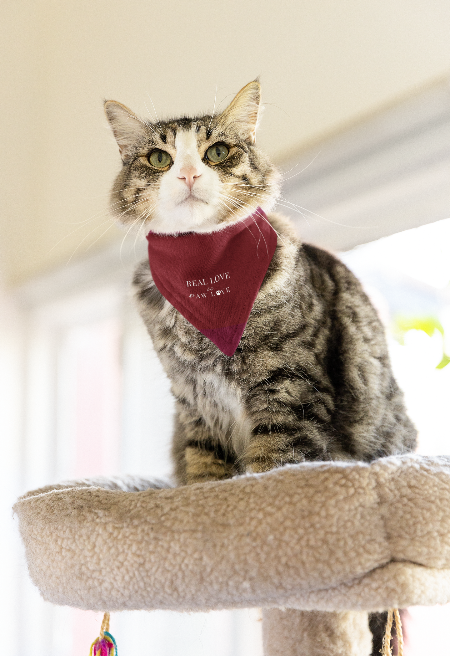 Real Love Is Paw Love – Valentine’s Pet Bandana